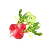 Radishes 1lb