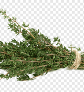 Perishables Fine Leaf Thyme–Production