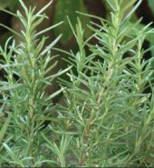 Rosemary Herb 1 Ct