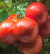 Amazed Local Tomatoes